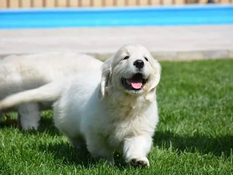 Fiddle In Gold Retrievers
