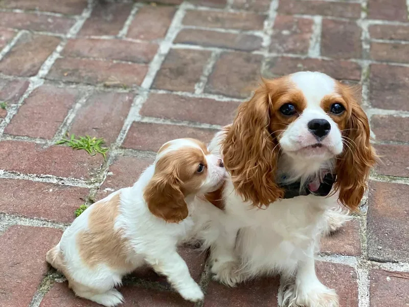 Fiddlers Green Cavaliers