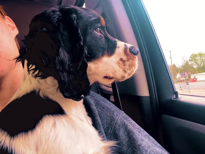 Fidelis Springer Spaniels