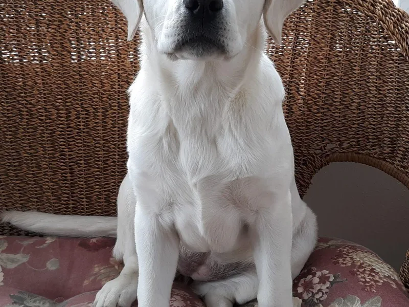 Fidelity Farm Labradors