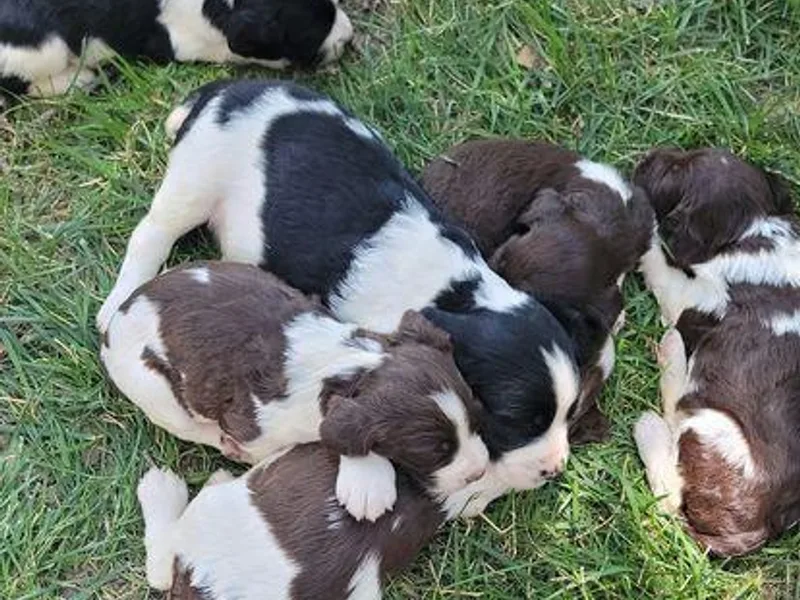 Field Bred Springers