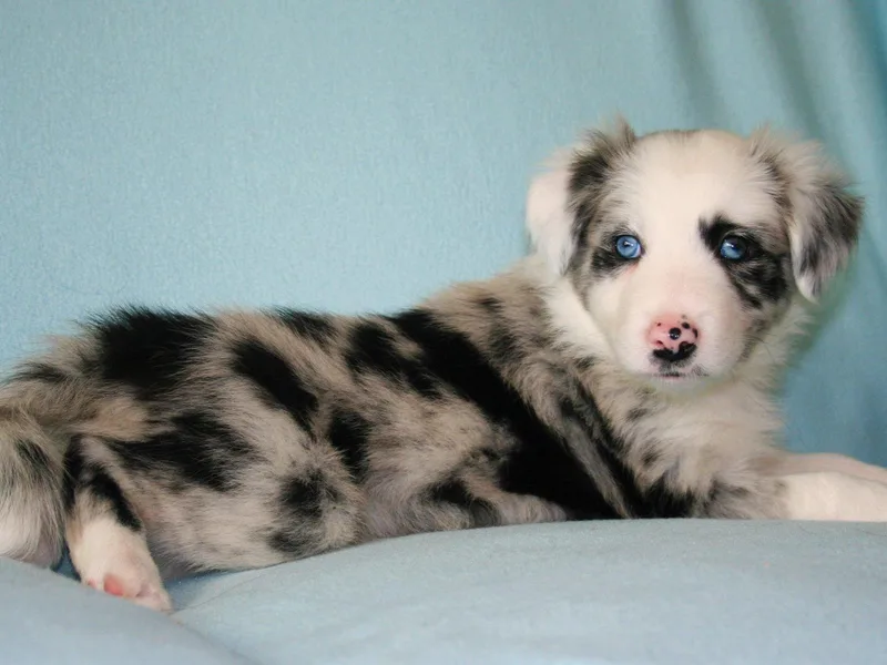 Field Stone Border Collies: FSBC