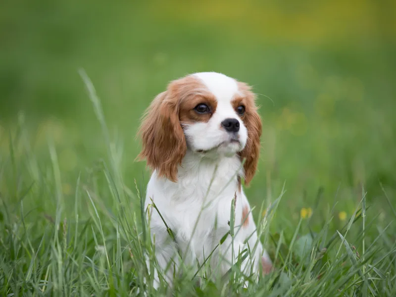 Fields Edge Cavaliers