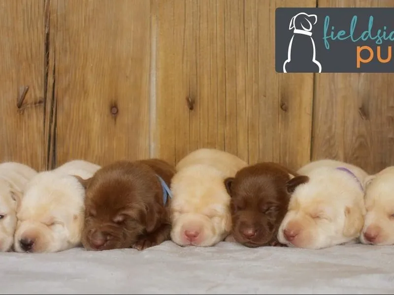 Fieldside Pups