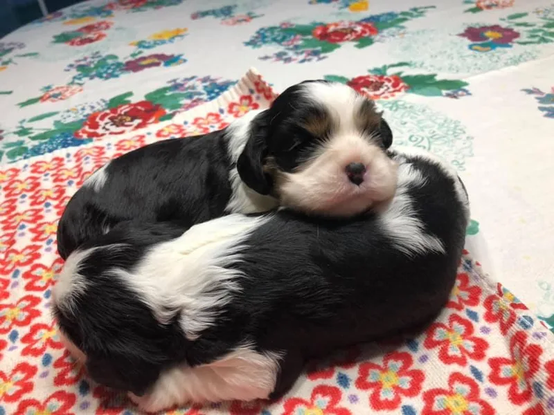 Fieldstone Cavaliers