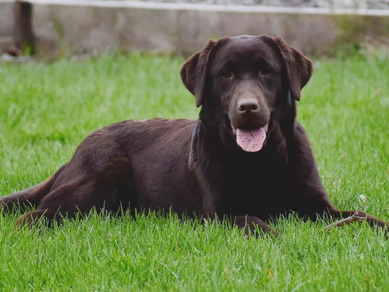 Fieldstone Kennels, LLC.