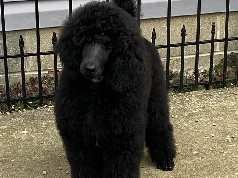 Fierce Standard Poodles