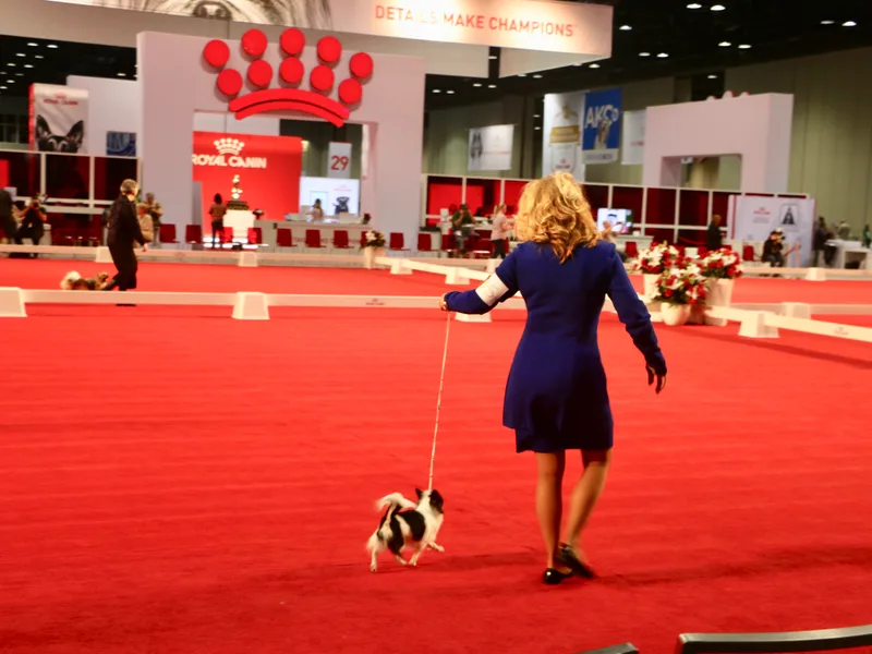 Figgy’s Chihuahuas