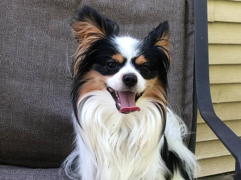 Filbert's Lazy Dayz Papillons