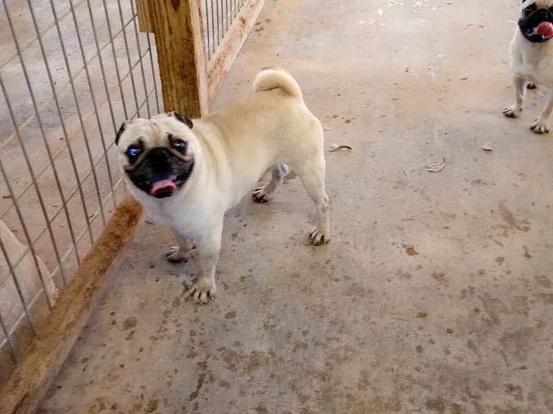 Finch's Frenchies and Pugs