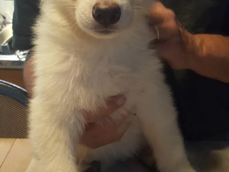 Finch's German Shepherds