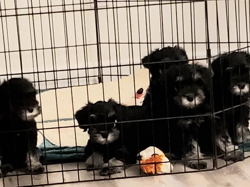 Findell Kennel, LLC