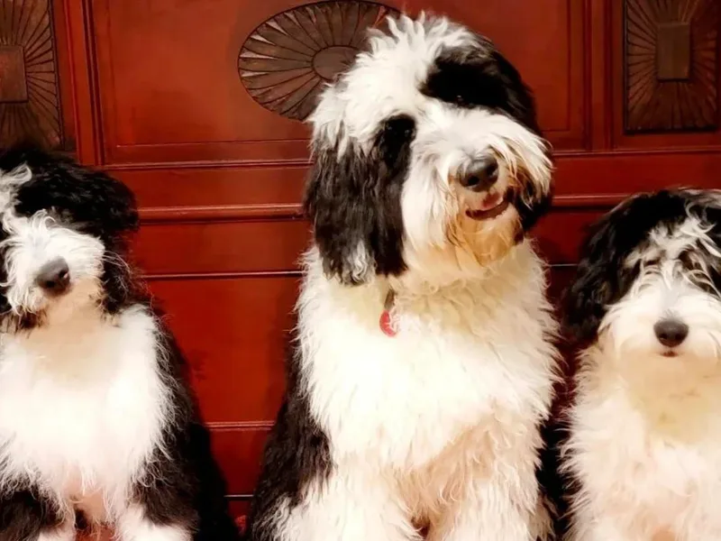 Fine and Dandy Aussiedoodles