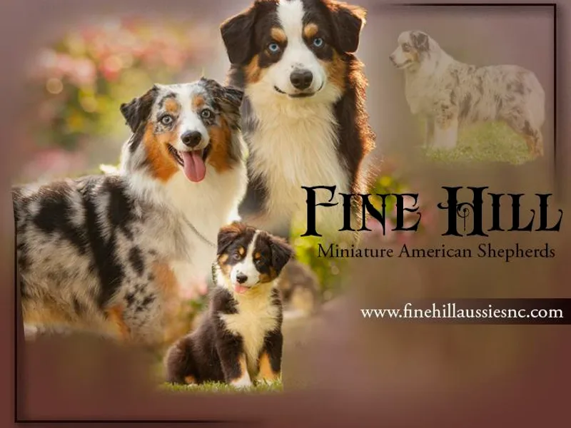 Fine Hill Miniature Americans