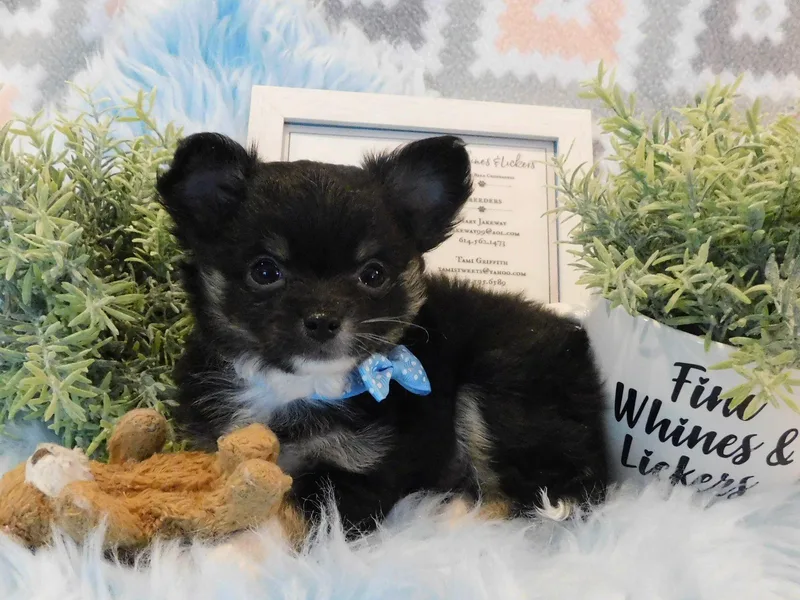 Fine Whines &amp; Lickers