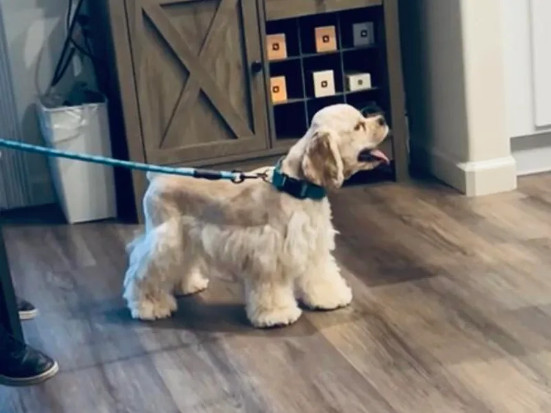 Finest cocker spaniel