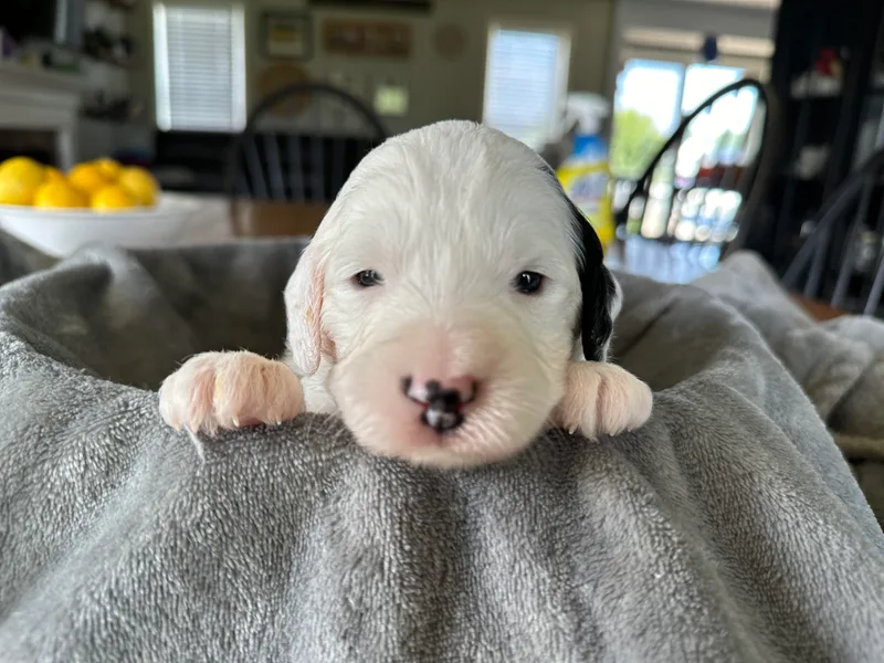 Finger Lakes Doodles