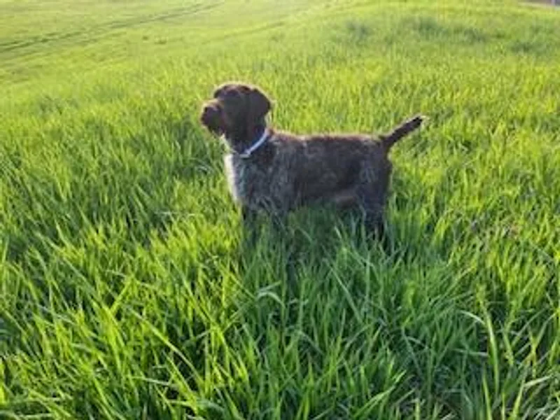 Finger Lakes Griffons
