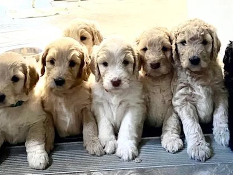 Finger Lakes Premium Goldendoodles