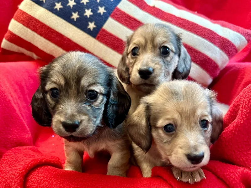 Fink Dachshund Farm - Central Arkansas