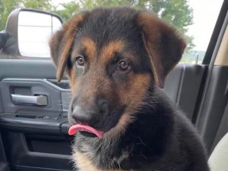 Finley’s Premium Shepherds