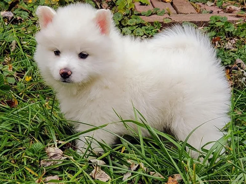 Finnegan Fluffy Butts
