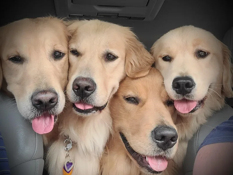 Finnvarr's Legacy Golden Retrievers