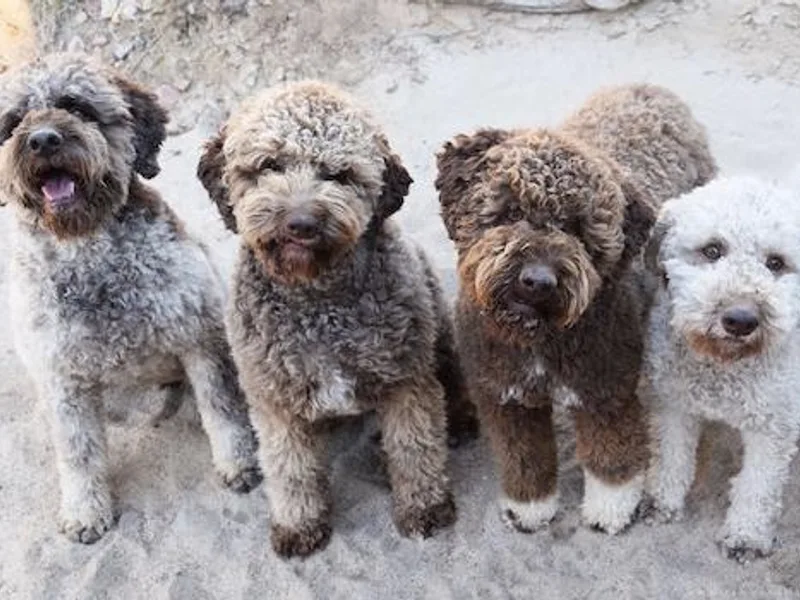 Fino Lagotto