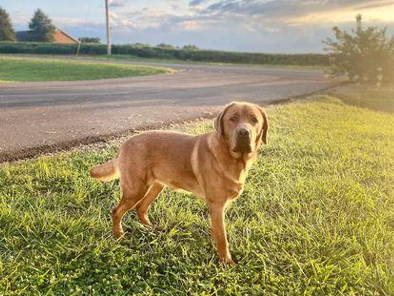 Fire &amp; Ice Labradors