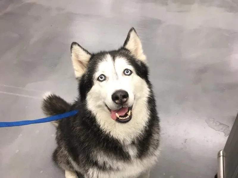 Fire and Ice Arctic Kennel