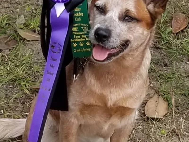 Fire Forged Australian Cattle Dogs