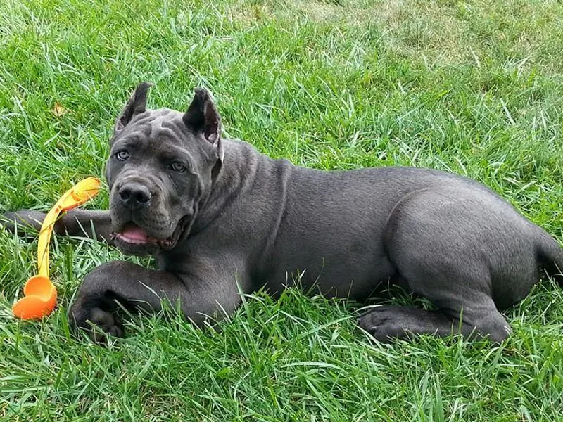 Fire Heart's Cane Corso photo 1