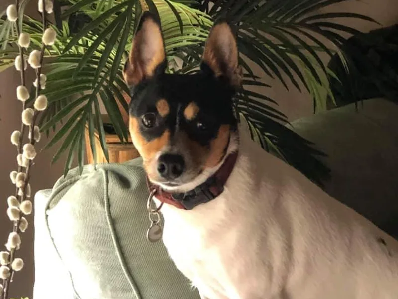Fire Mountain North Rat Terriers