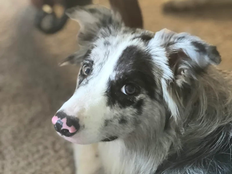 Fire N Arrows Border Collies