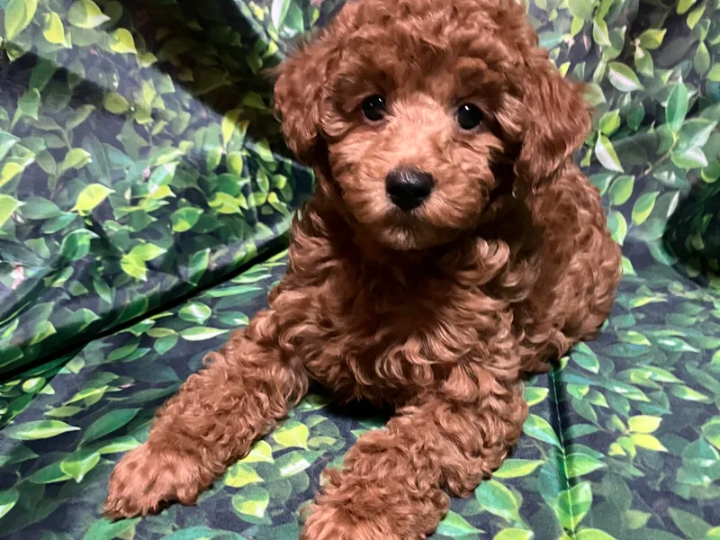 Firebird Toy Poodles