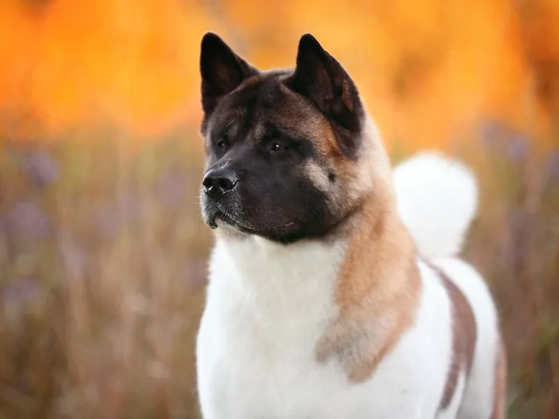 Firebrand Akitas