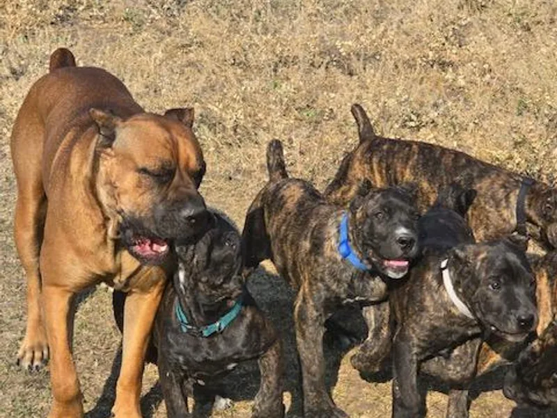 Firebrand Cane Corso