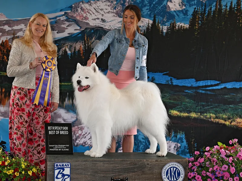 Firecloud Samoyeds photo 1
