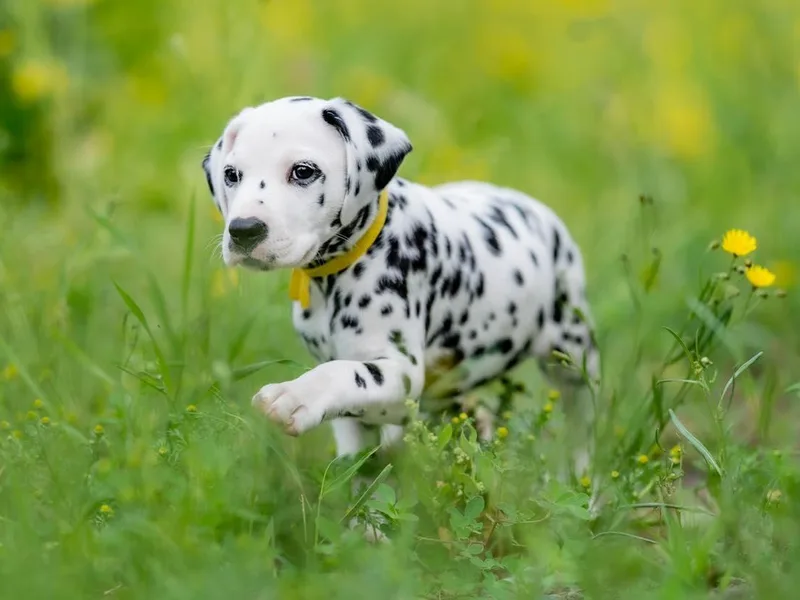 Fireday Dalmatians photo 1