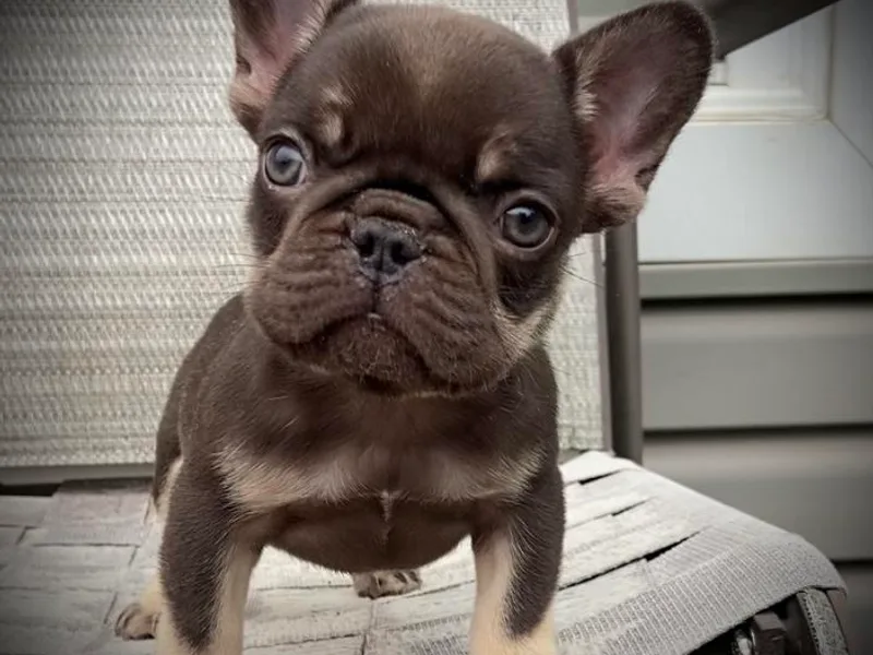 Firefield’s Frenchies