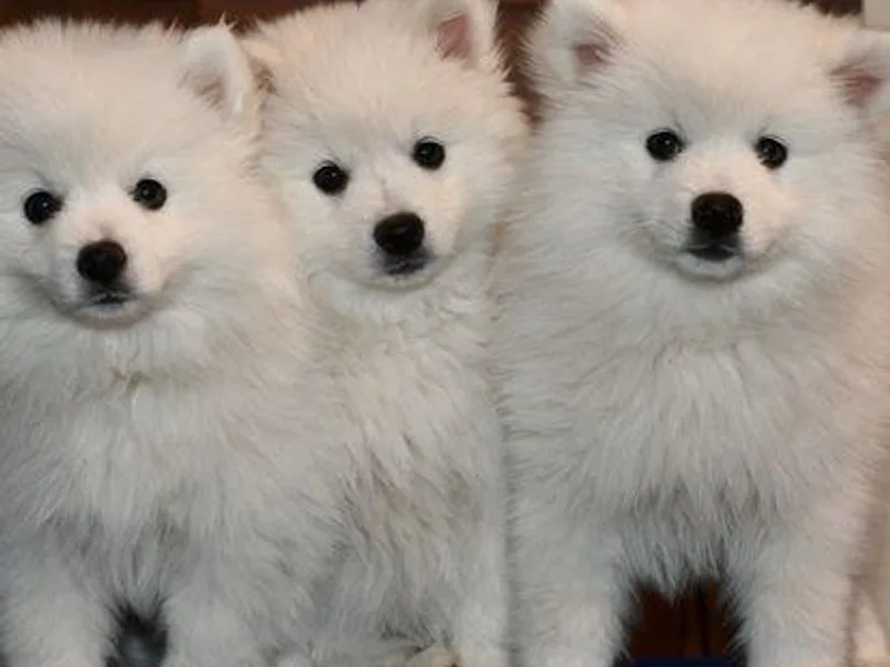 Firefly American Eskimo Dogs