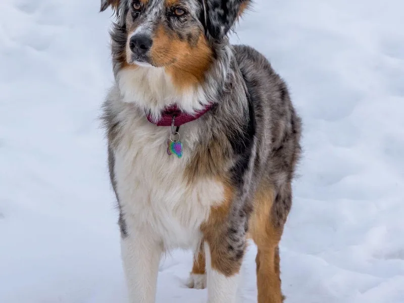 Firefly Aussies &amp; Aussiedoodles