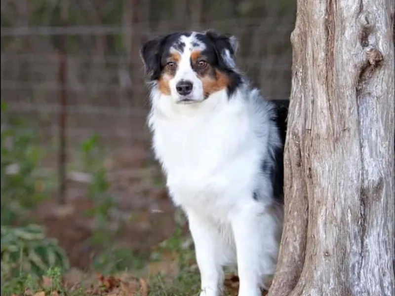 Firefly Australian Shepherds