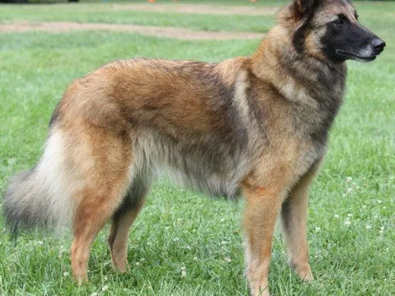 Firefly Belgian Tervuren