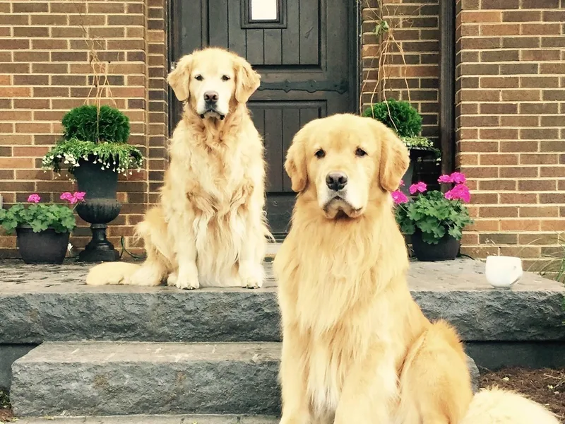 Firefly Cottage Golden Retrievers