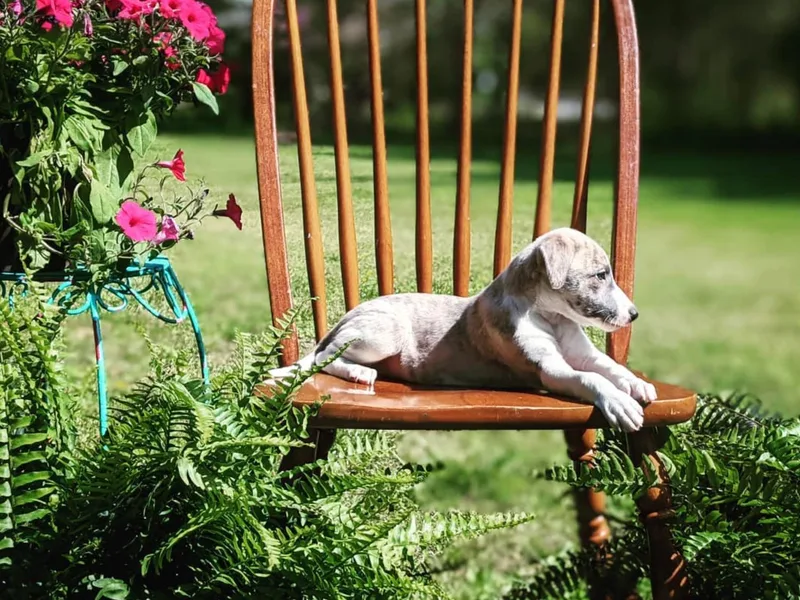 Firefly Cove Whippets