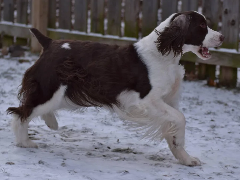 Firefly English Springer Spaniels