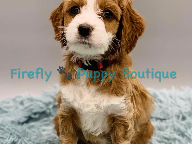 Firefly Puppy Boutique