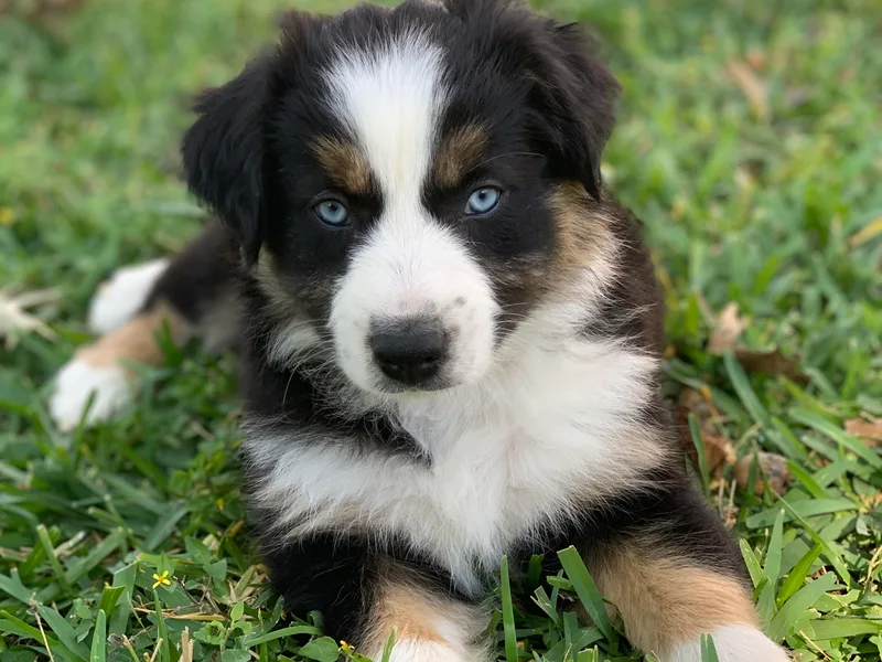 Firefly River Mini Aussies photo 1