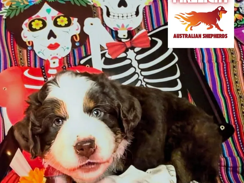 Firelight Australian Shepherds